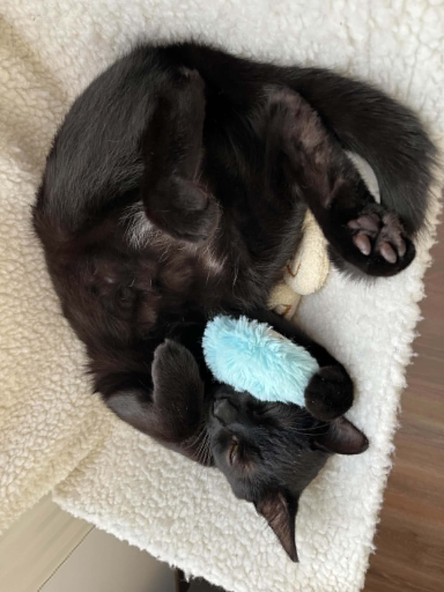 Photo of Lutra the cat
